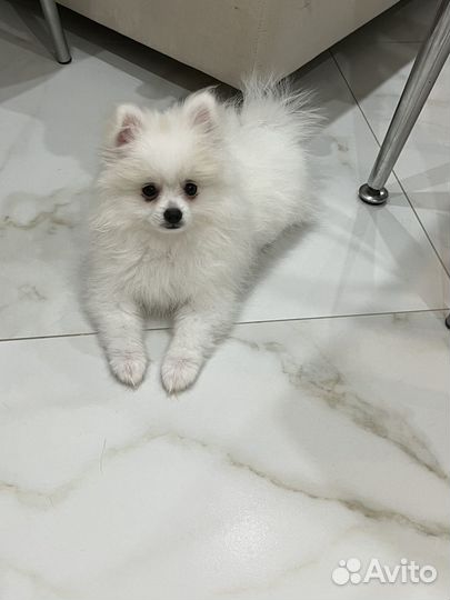 Немецкий шпиц