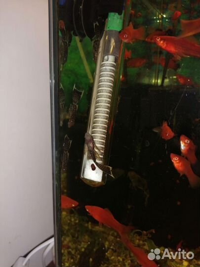 Продам аквариумных рыбок