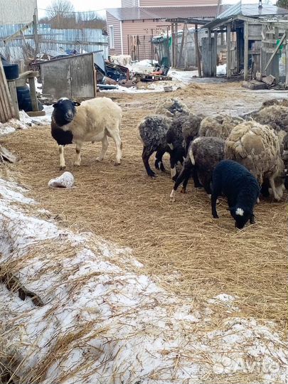 Овцы бараны
