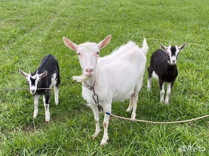 Коза дойная молочная с козлятами
