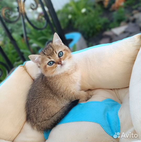 Британец