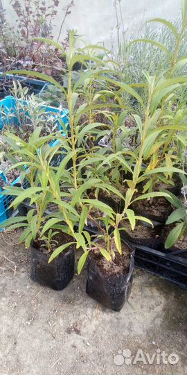 Буддлея Давида