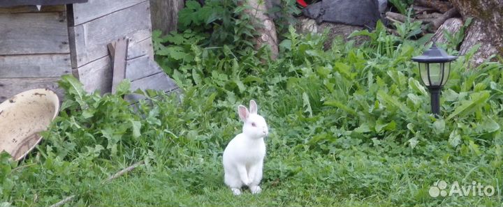 Карликовый кролик