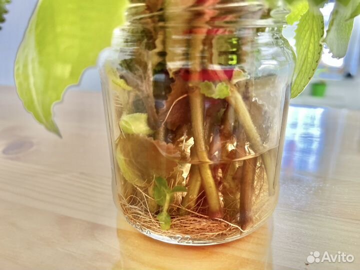 Комнатная мята