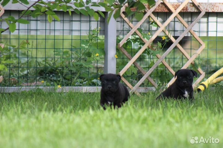 Щенки стаффордширского бультерьера