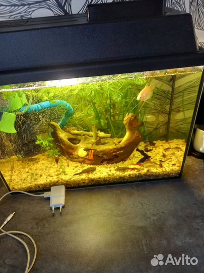 Малёк молинезии и гупи,улитки,растительность