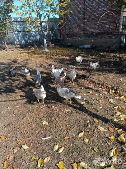 Индюшата и куры цыплята