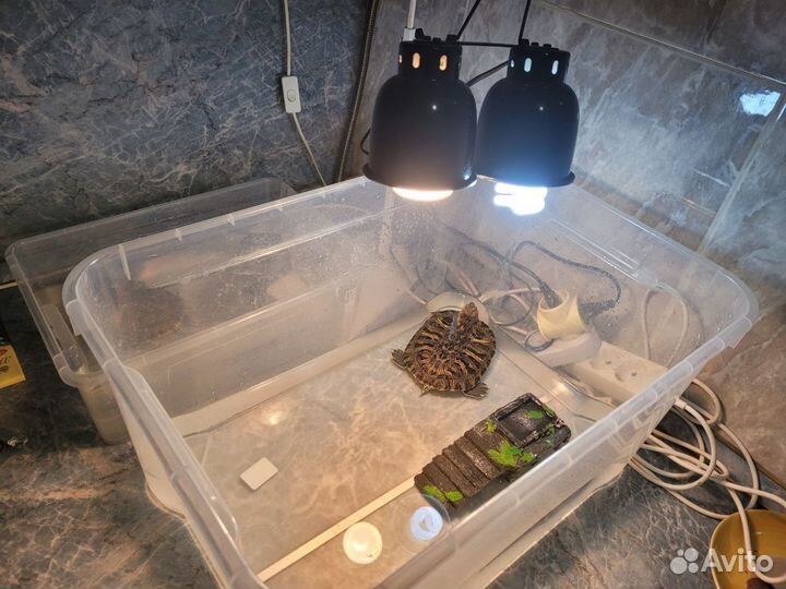 Отдадим 2х красноухих черепах