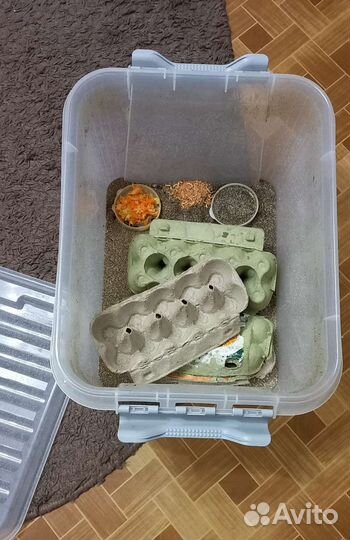 Мраморные тараканы