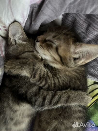 Котята