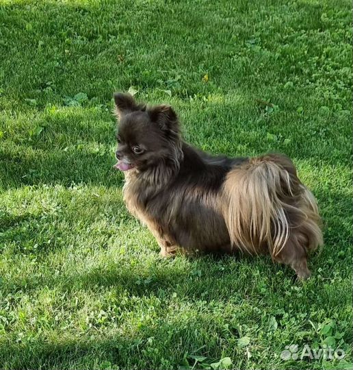 Чихуахуа взрослая девочка