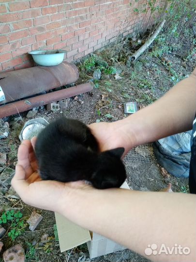 Отдам даром котиков 2