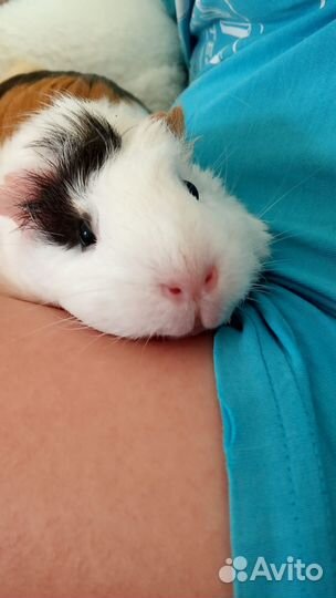 Морская свинка девочка вязка