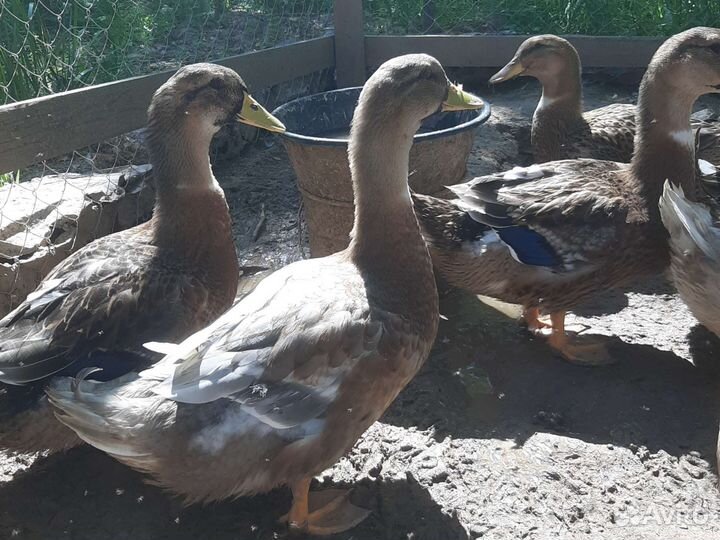 Утки 3х месячные