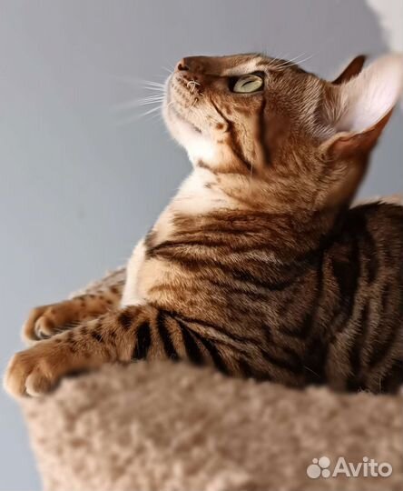 Бенгальская девочка