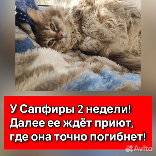 Осталось 2 недели у Сапфиры