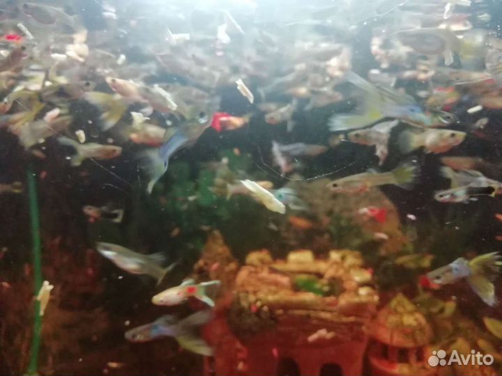 Рыбки гуппи