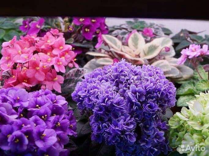 Фиалки (лист на срез)