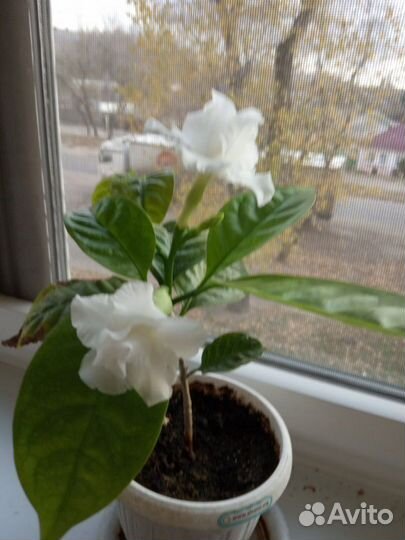 Табернемонтана