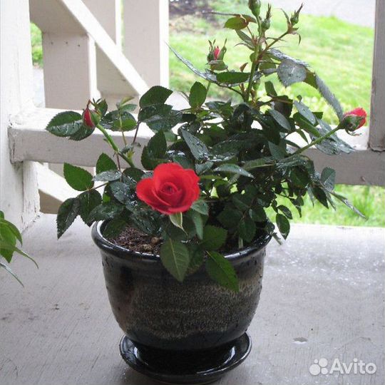 Комнатные цветы розы