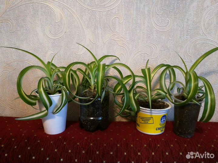 Подрощенный Хлорофитум бонни