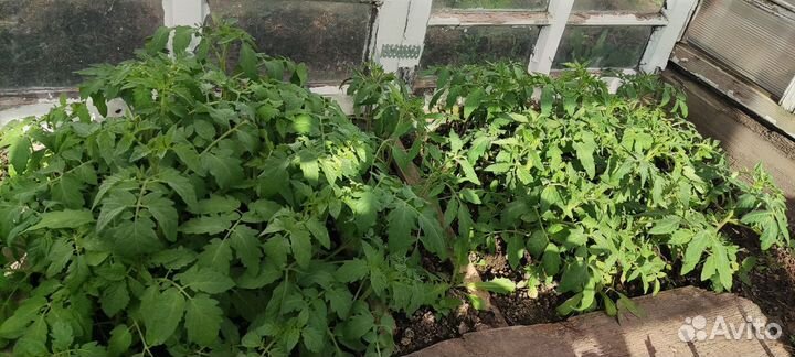 Рассада Доставка Томатов, картофель семенной