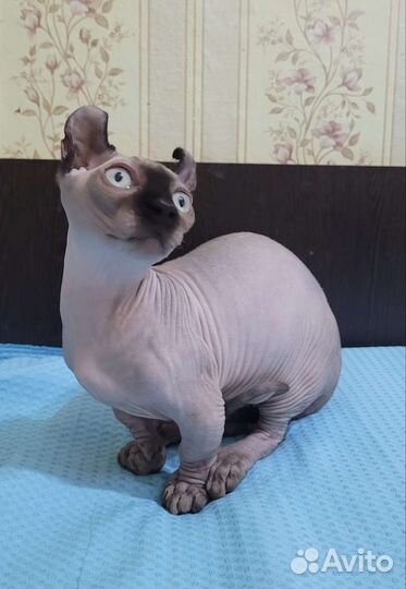 Микро Двэльф, Эльф