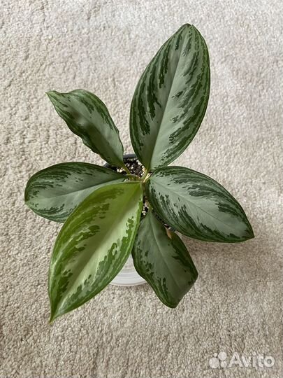Аглаонема сильвер бей