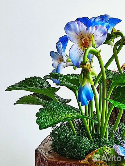 Лесные фиалки