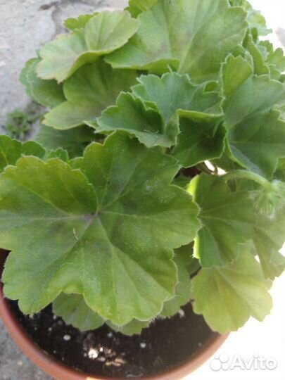 Герань пеларгония