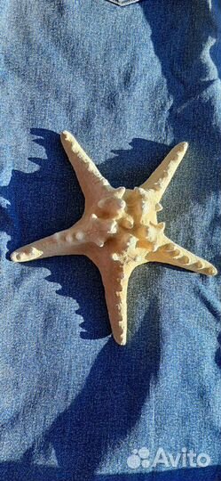 Морская звезда и 2 коралла