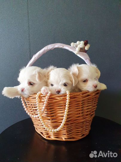 Щенки мальтезе мини предзаказ