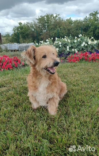 Гостиница для животных