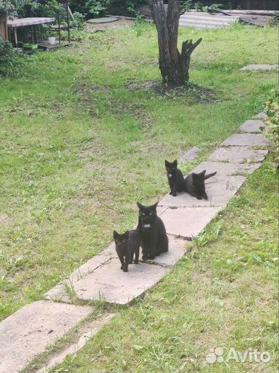 Котята крысоловы черные