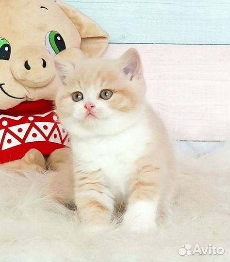 Милый британский малыш