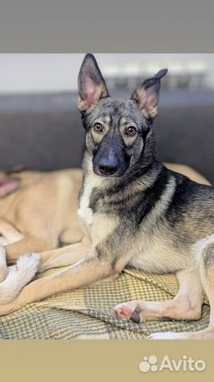 Собака в добрые руки дворняга