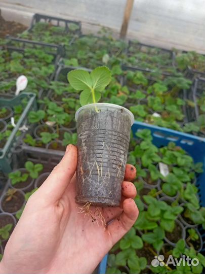 Саженцы клубники, рассада клубники зкс