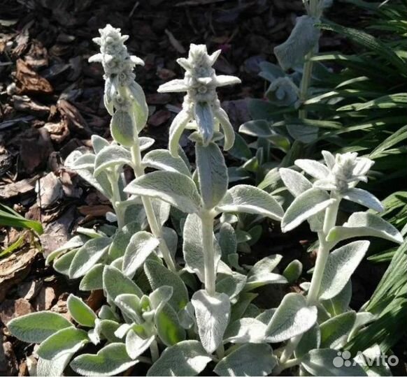 Многолетние цветы, кустарники