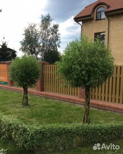 Плетеные деревья из ивы