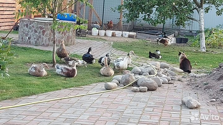 Яйцо домашнее утиное и куриное