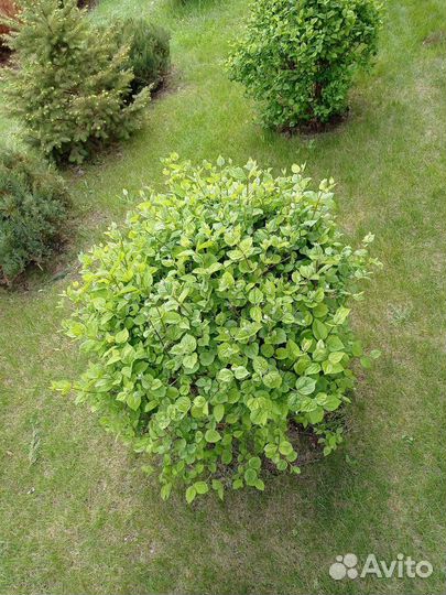 Жасмин чубушник