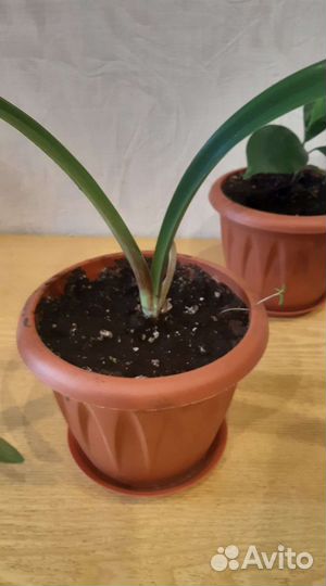 Продам цветы амариллис