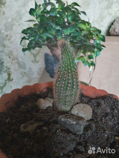 Кактусы и суккуленты