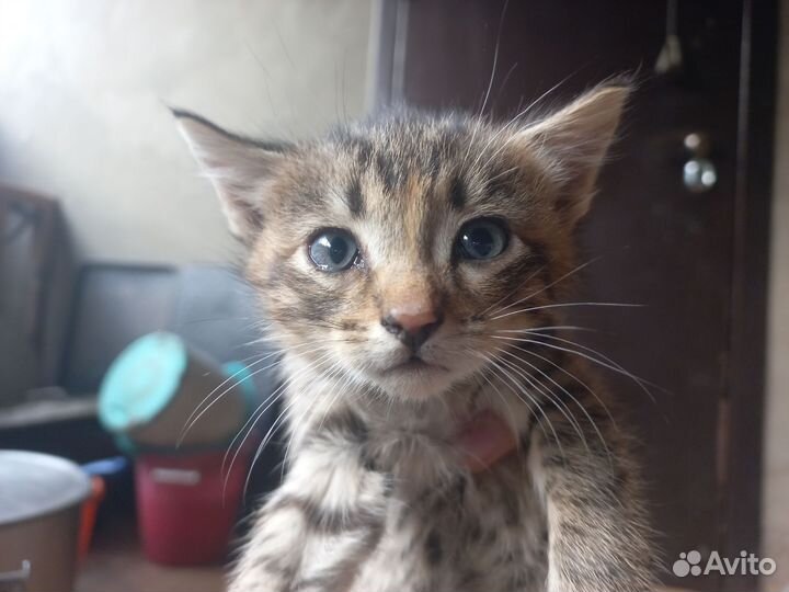 Котята в добрые руки бесплатно