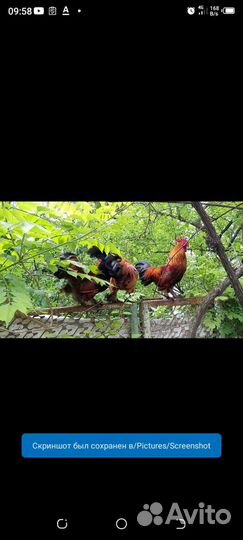 Куры Бентамки пара на счастье