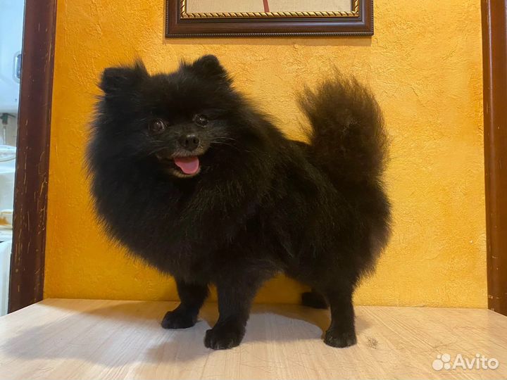 Стрижка собак