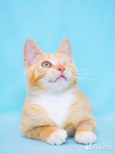Особенный котенок Рыжик 4,5 мес. доброму сердцу