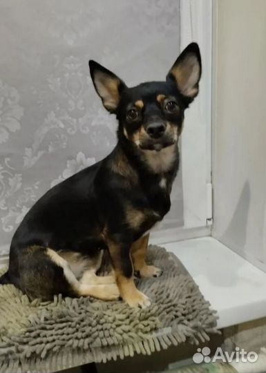 Русский той-терьер