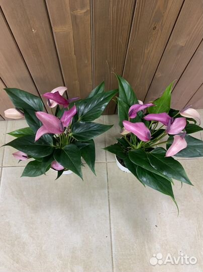 Антуриум зизу