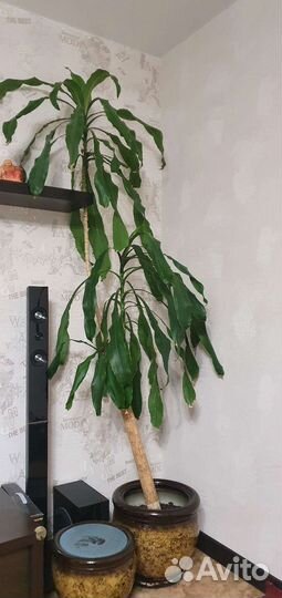 Растение Пальма юкка